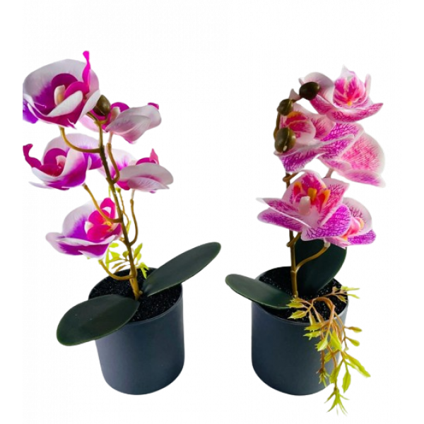 Ghiveci cu flori orhidee
